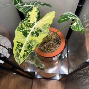 Variegated Alocasia in Terracotta Planter